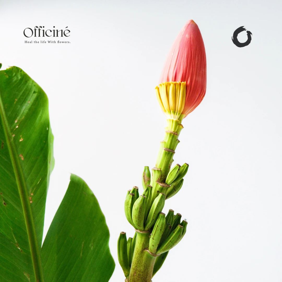 向阳蕉 Officine美好花市基地直采鲜切花云南顺丰空运