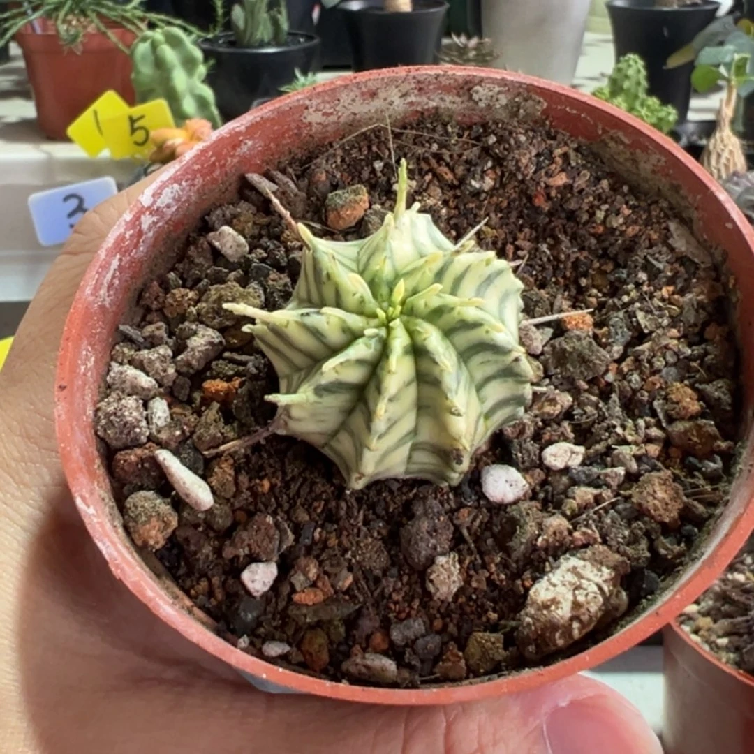 斑马魁伟玉带盆111111111