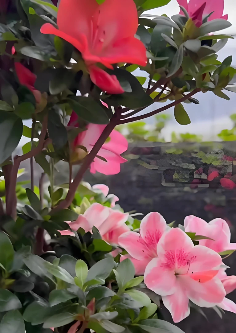 花笠皋月杜鹃花盆景盆栽多色花四季开花耐寒耐旱室内室外阳台庭院