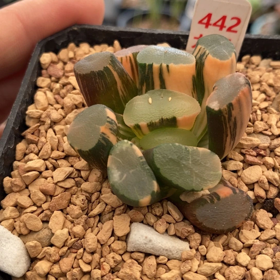 442号透镜万象锦带盆