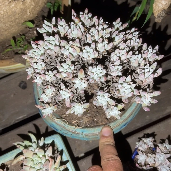 仙女杯系列多肉植物