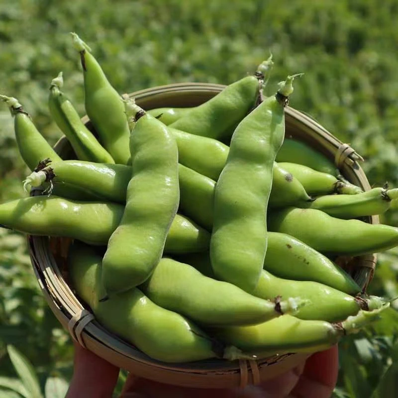四川新鲜蚕豆农家带壳生本地罗汉兰花胡豆青豆荚蔬菜坏包赔
