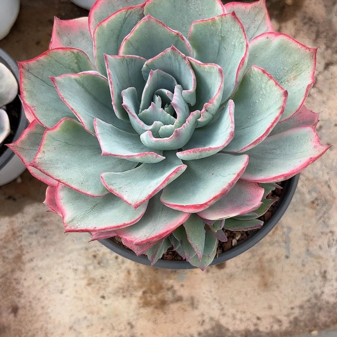 寄养链接的肉肉的肉肉