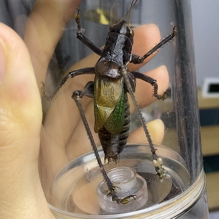 蝈蝈60-125一套冬哥