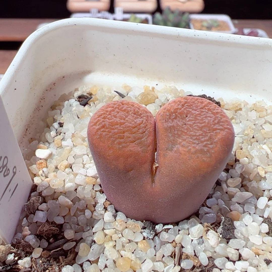 H*213-685.我是真的不