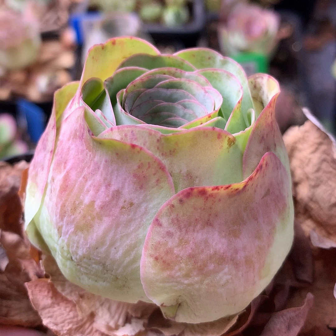 一物一拍星辰福利702