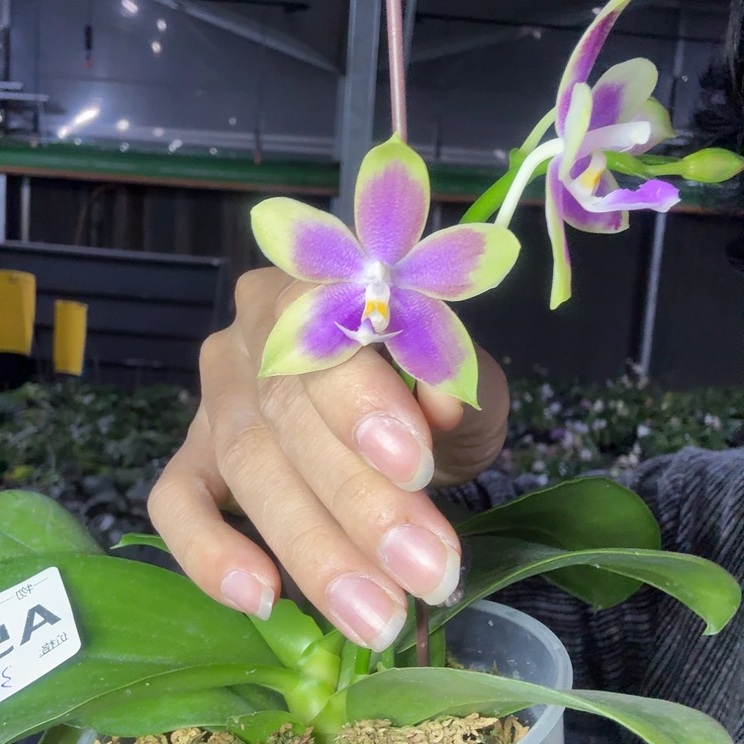 当前无花朵，栽培后可花朵A513yss1233