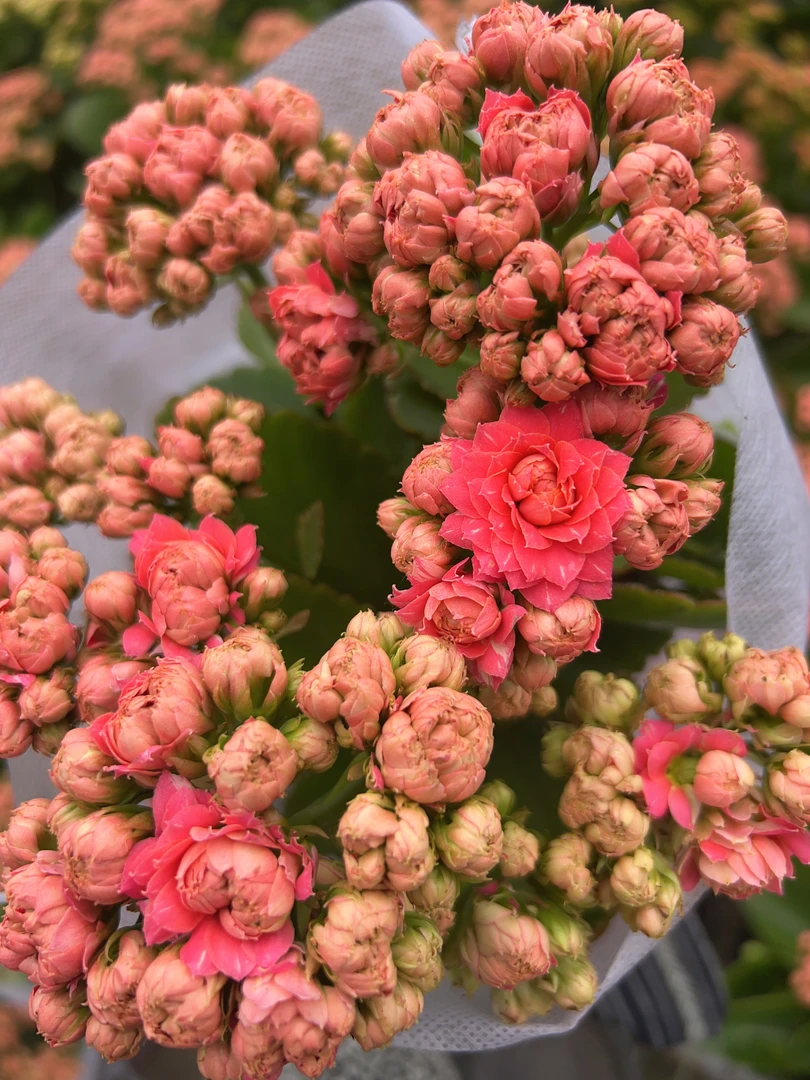 【23-33】120盆重瓣长寿花