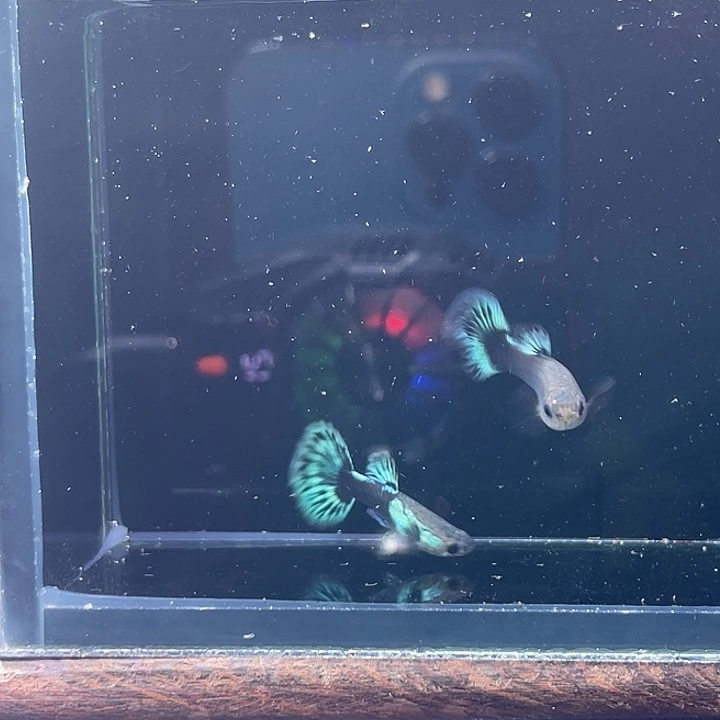 孔雀鱼艾尔银白基青花瓷一对