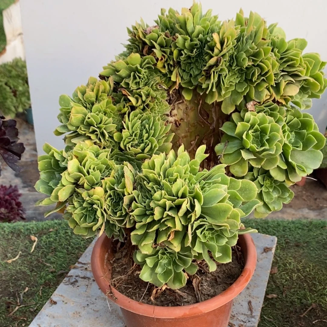 不开花植物1102号绿玫瑰缀化1颗