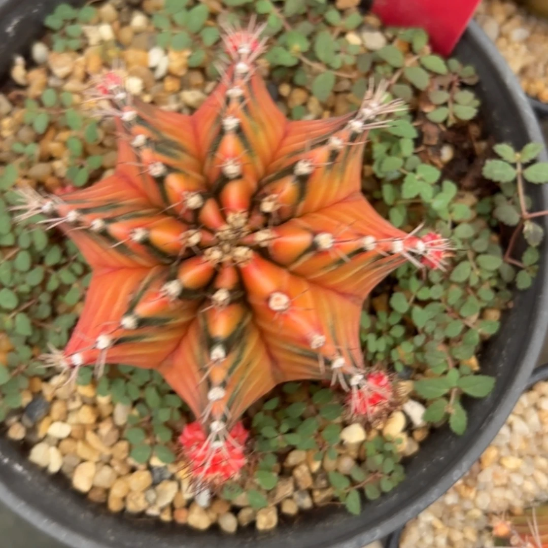 L570-1205泰国发货