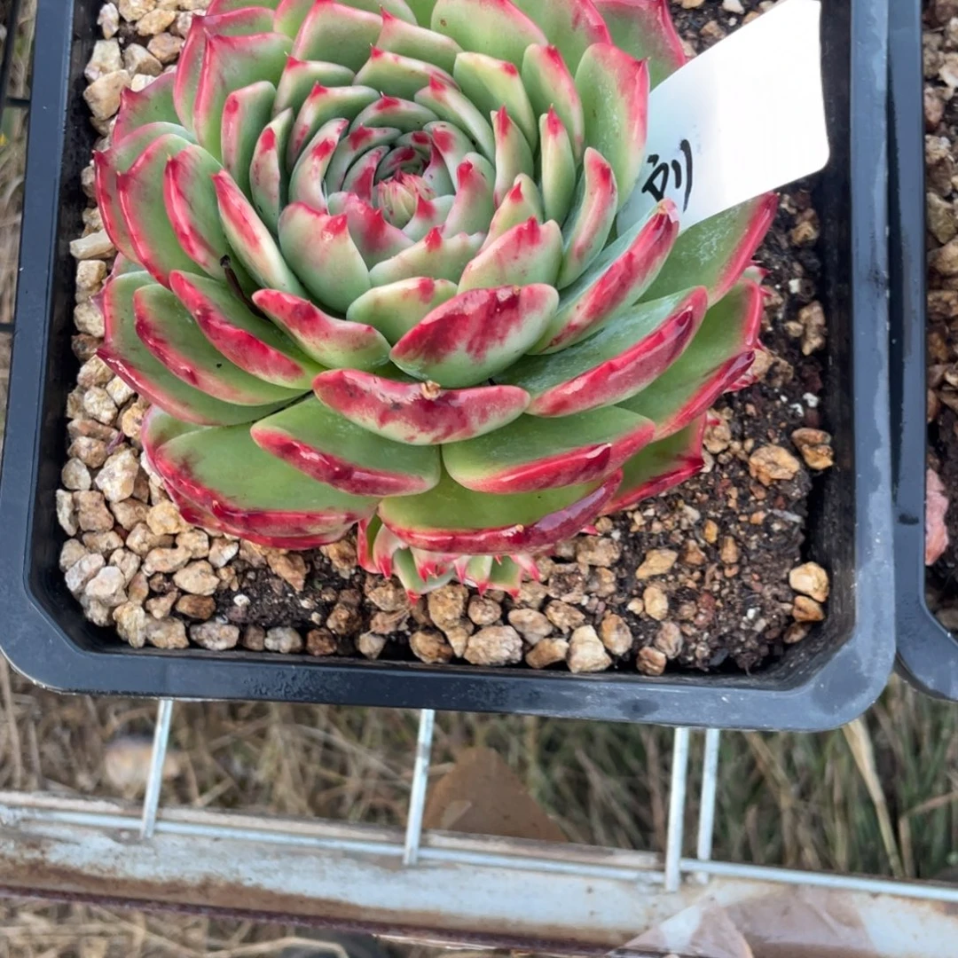刘***贵惊鸿仙子一物一拍