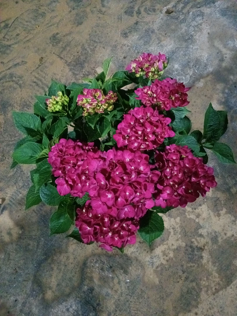 红宝石绣球耐寒耐热四季开花多色大花重瓣绣球花苗盆栽花卉