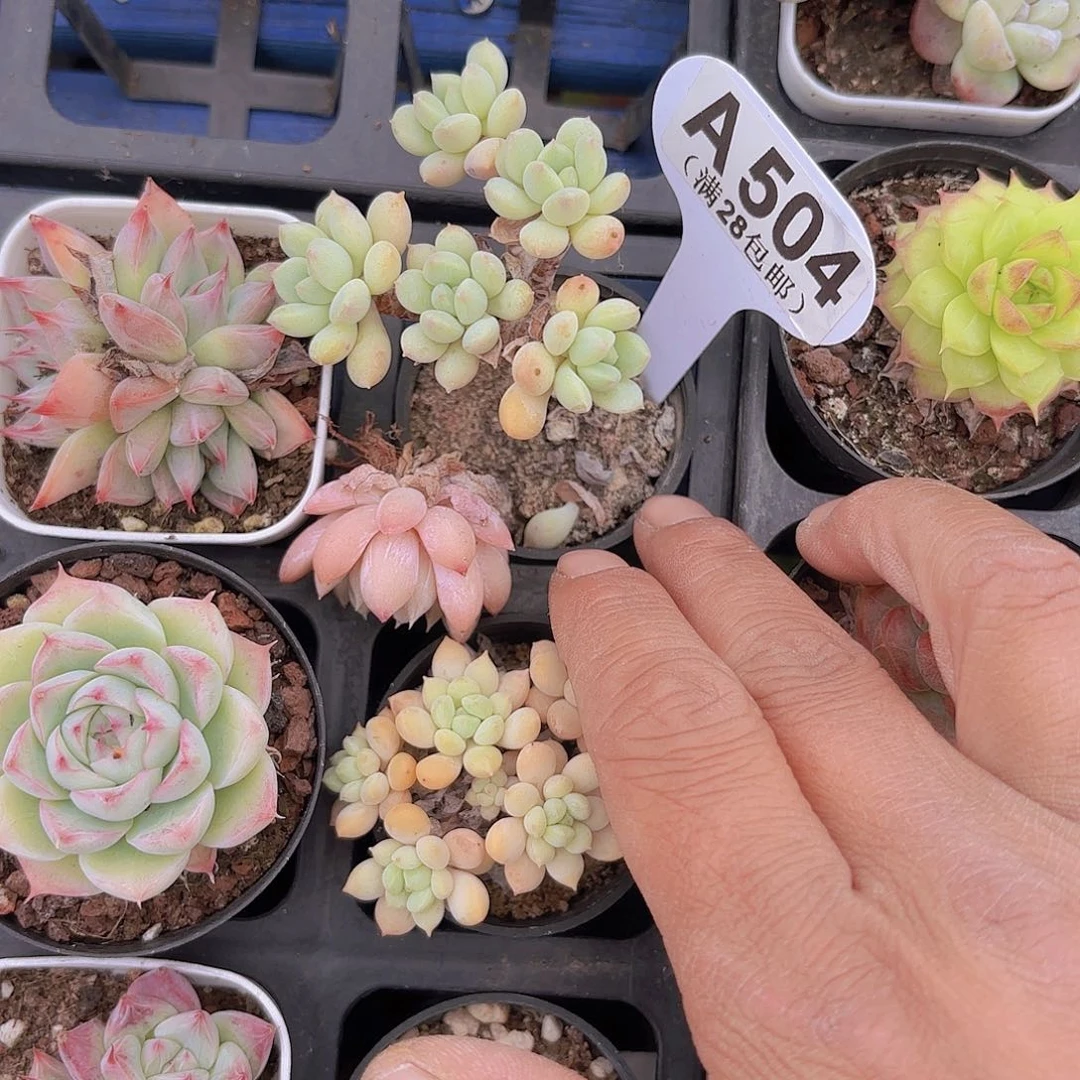 A504奶糖一物一拍