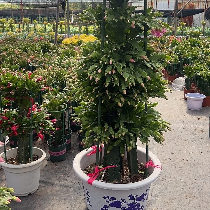 五层蟹爪兰尾号2020