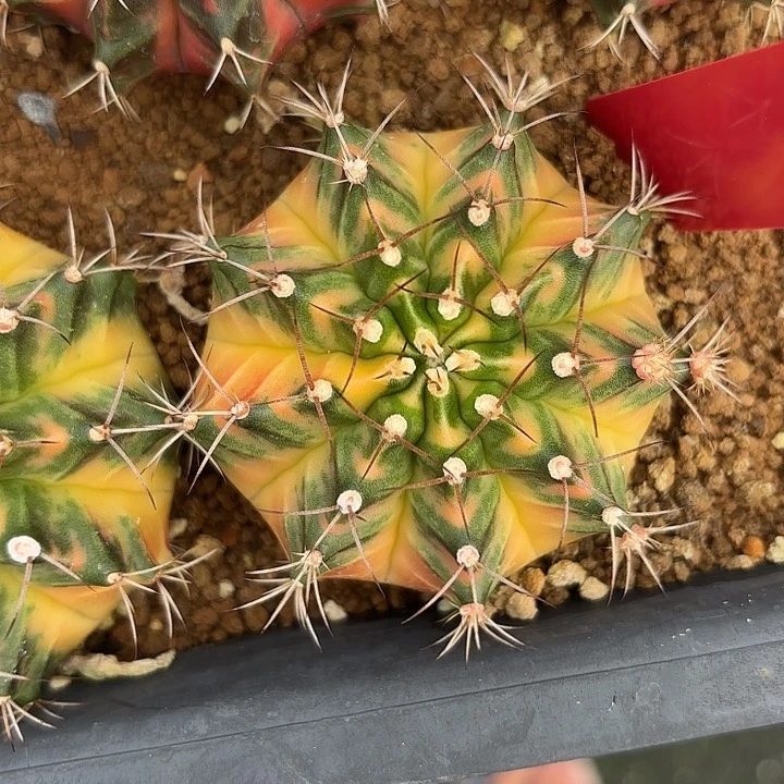 547-0608泰国发货