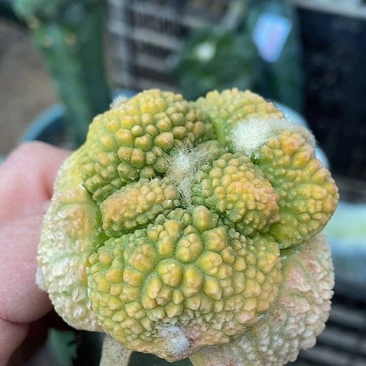 无花朵福利绣普哥怒牡丹锦690