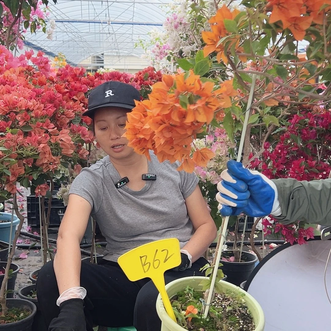 梦***现大部分花苞少量开放B62橙桑巴