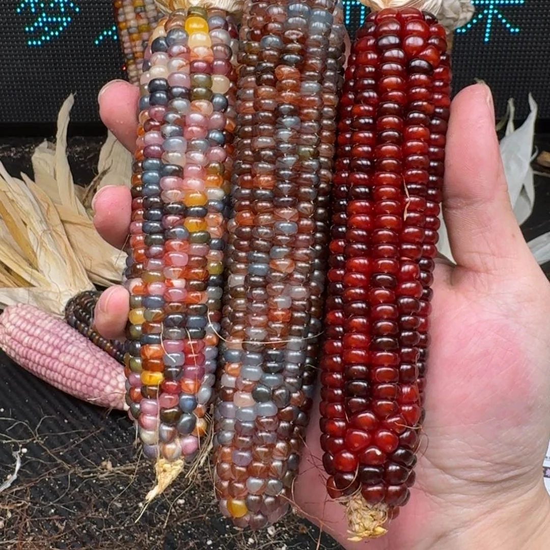 柏香籽/百香籽吊坠习***啦