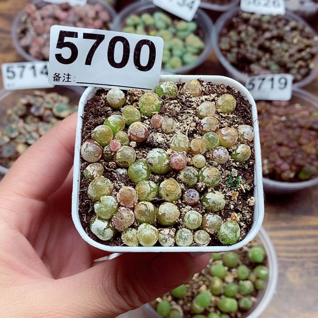 5700灯泡啦啦啦啦你