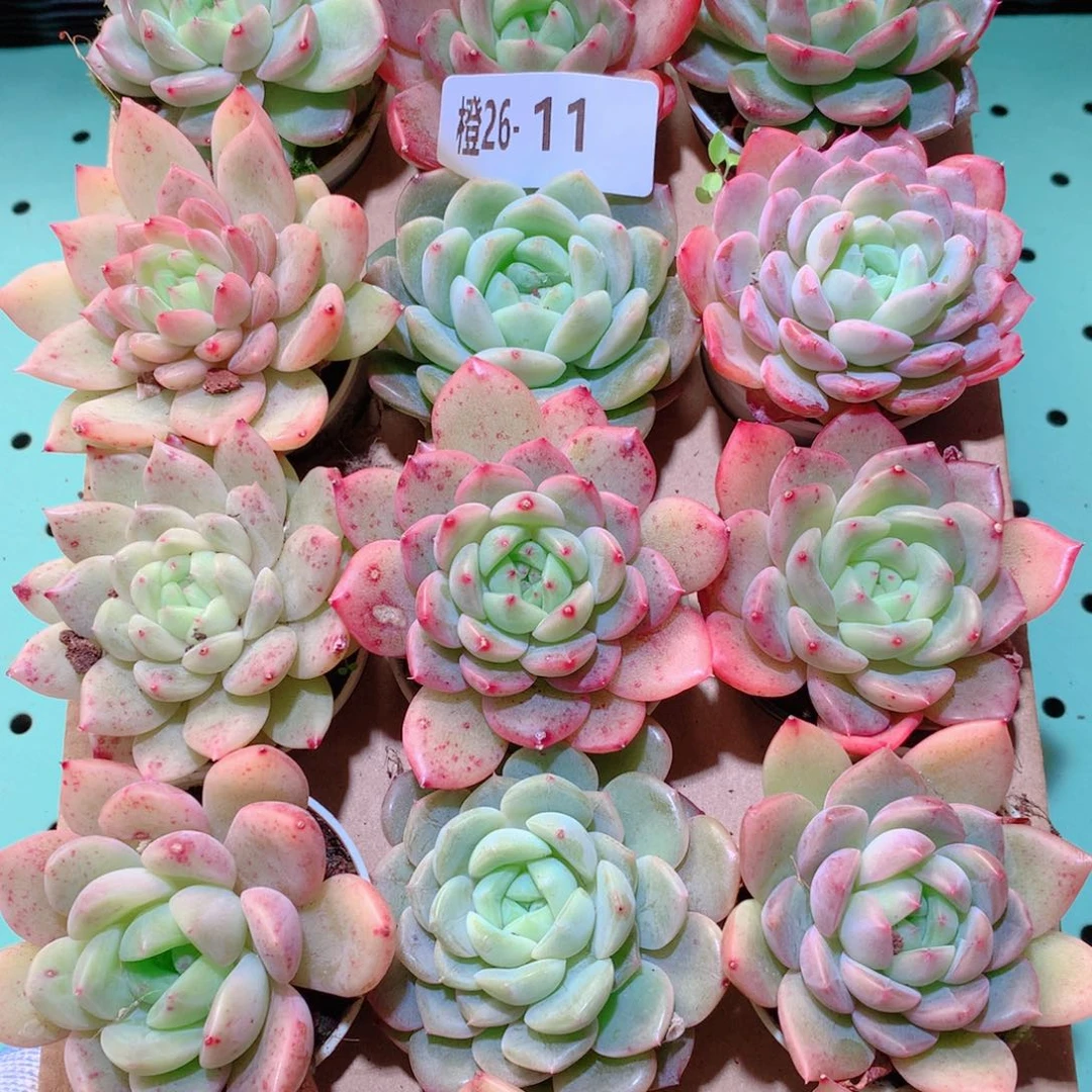 26-11一物一拍多肉带盆18颗