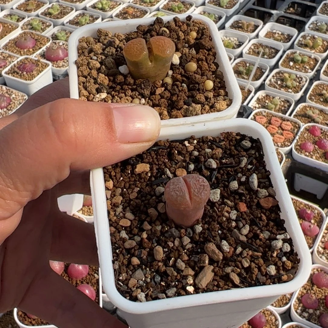 ଘ****463多肉植物组合