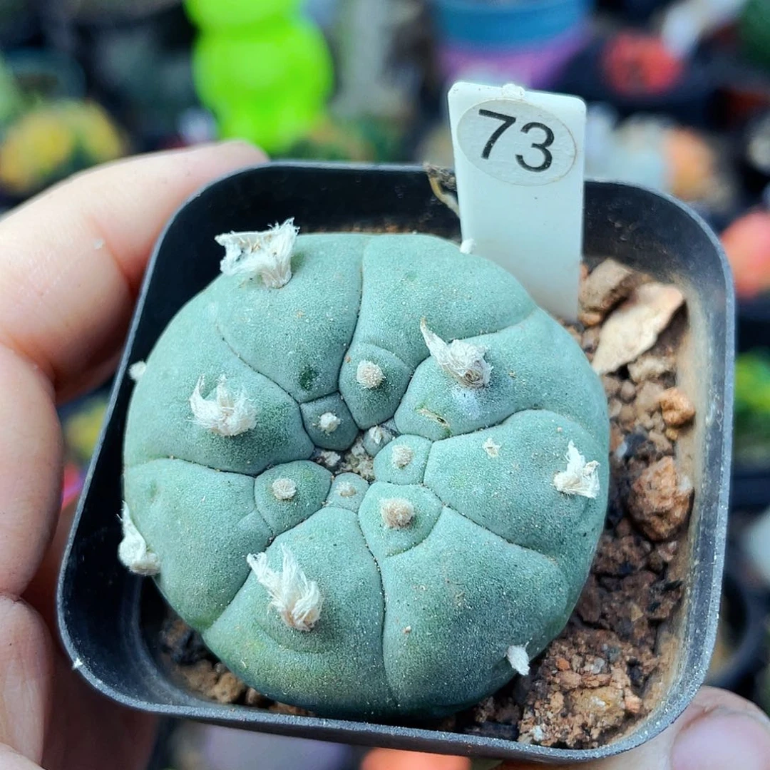 非偏远地区满25包邮仙人球