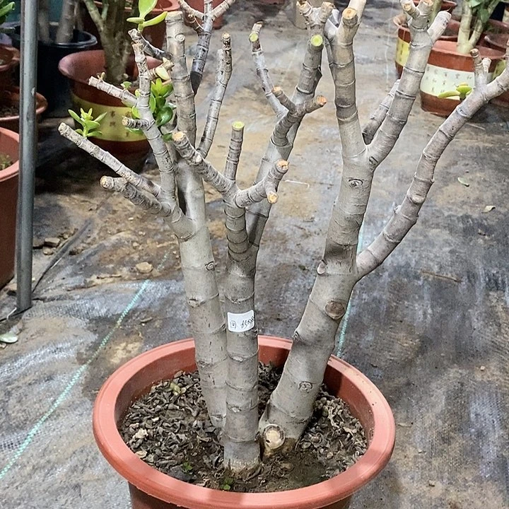 回*～19姬红花月一物一拍