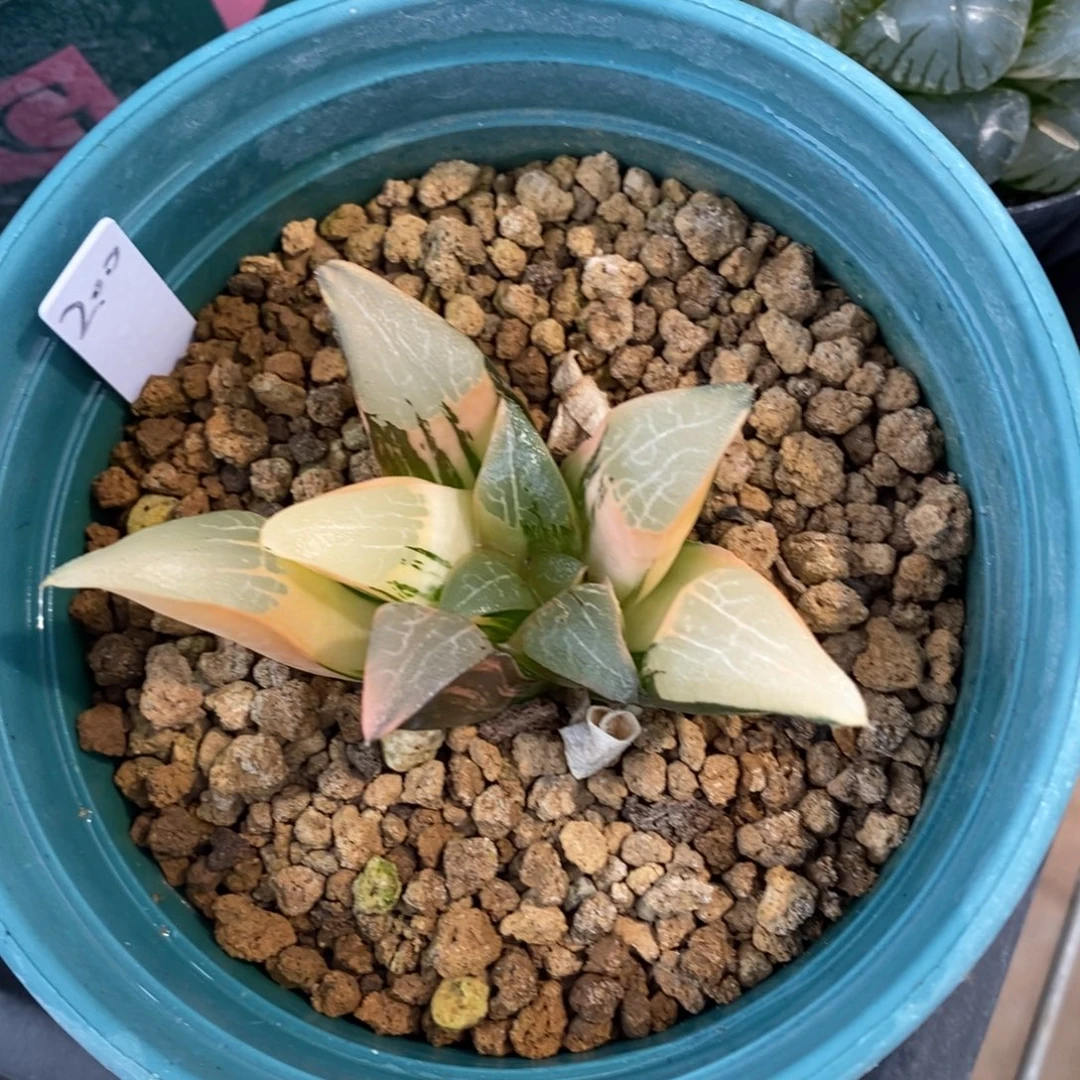 一颗实生大克锦。