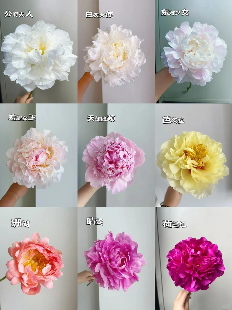 云南芍药芭茨拉莎拉鲜花系列快递包邮源头直发芍药鲜切花