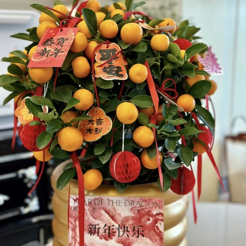 四季金桔 一物一拍