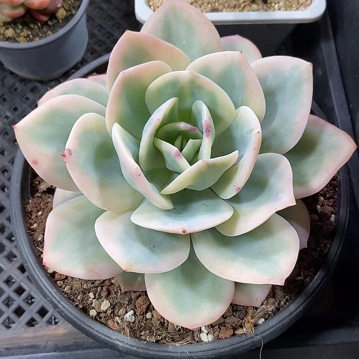 白凤覆轮锦超大单头