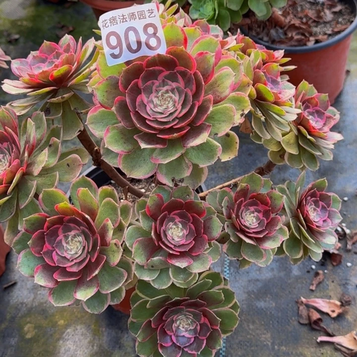 00000000000908粉花妖