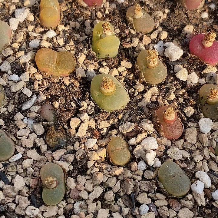 2148彩色毛汉尼一筐。