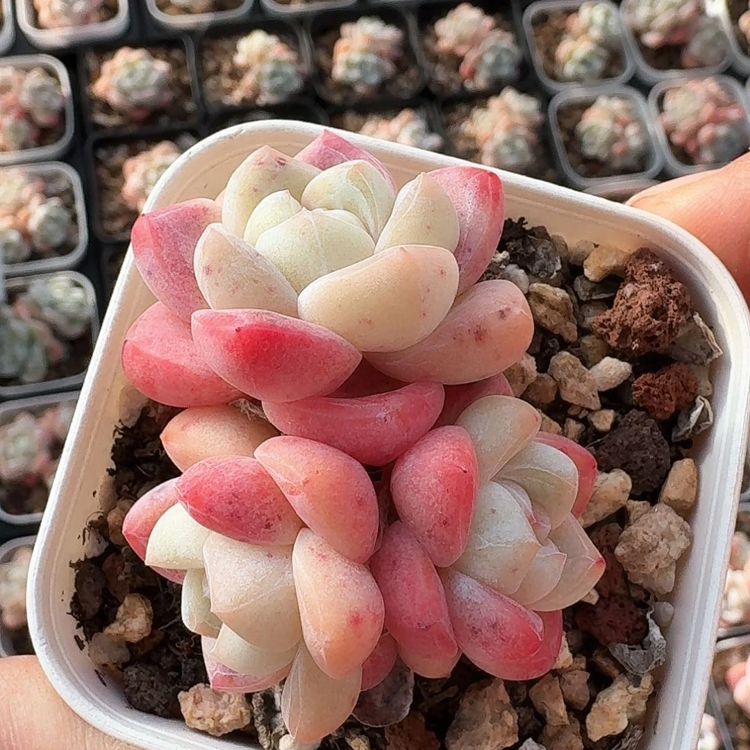 多肉冰玉群生3头小血斑老桩