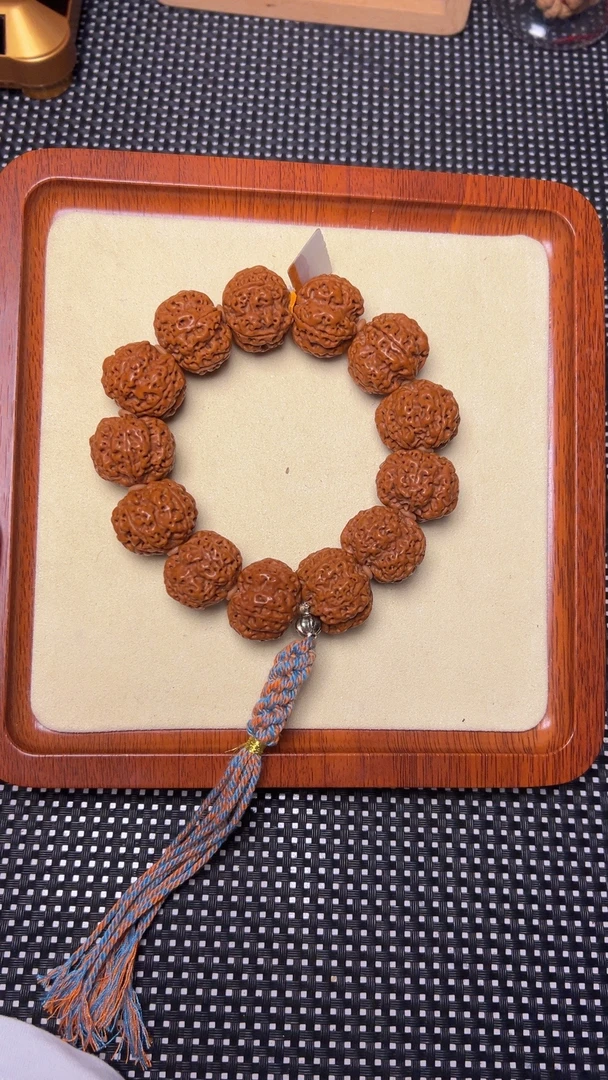 满天星蜂王，尼泊尔大金刚。