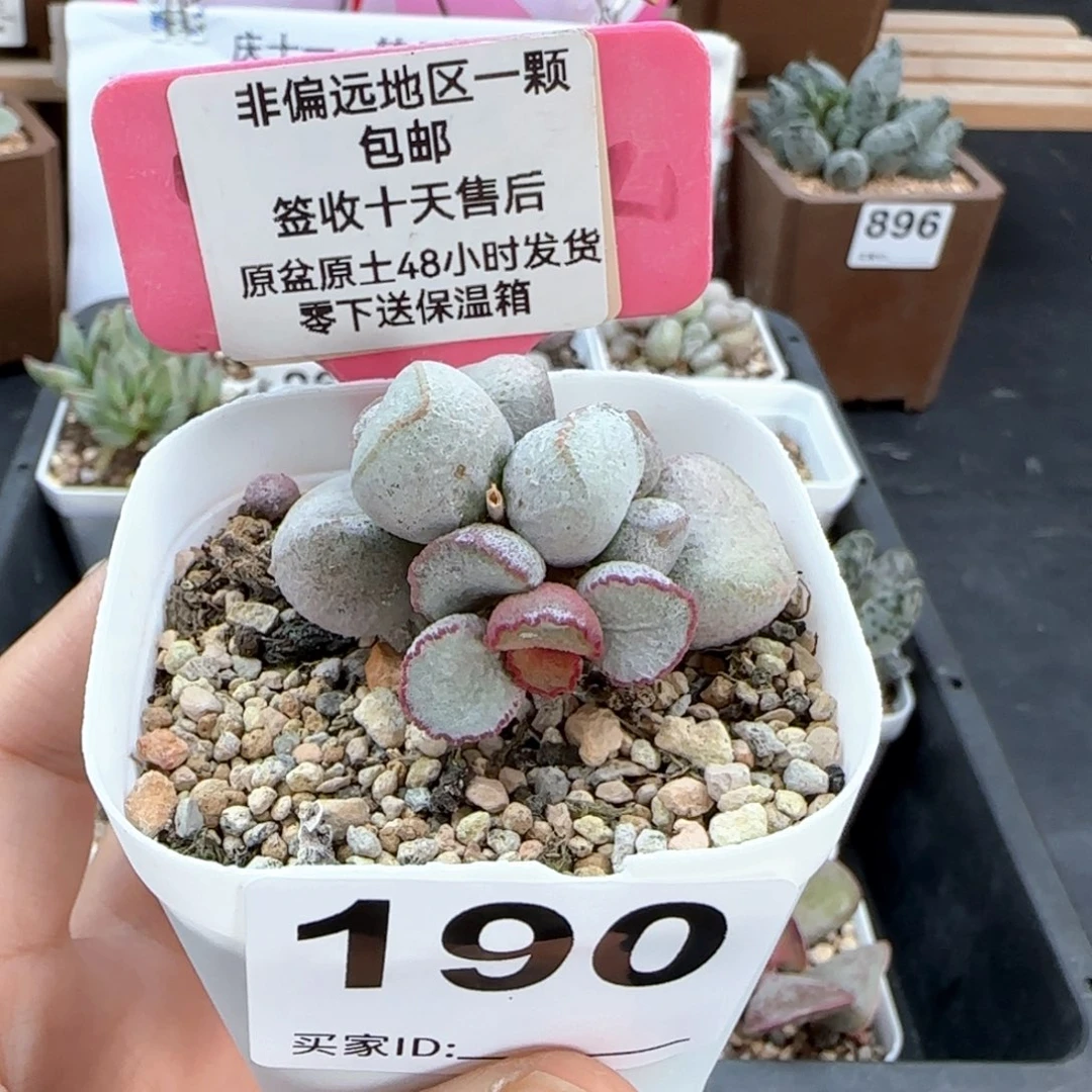 190硬叶白蛋多肉