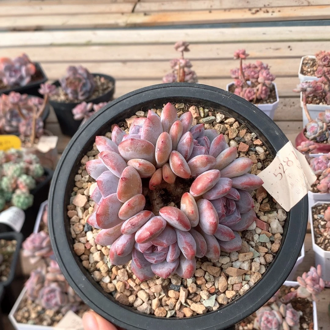 10厘米五头有砍日系石榴籽 花环5287