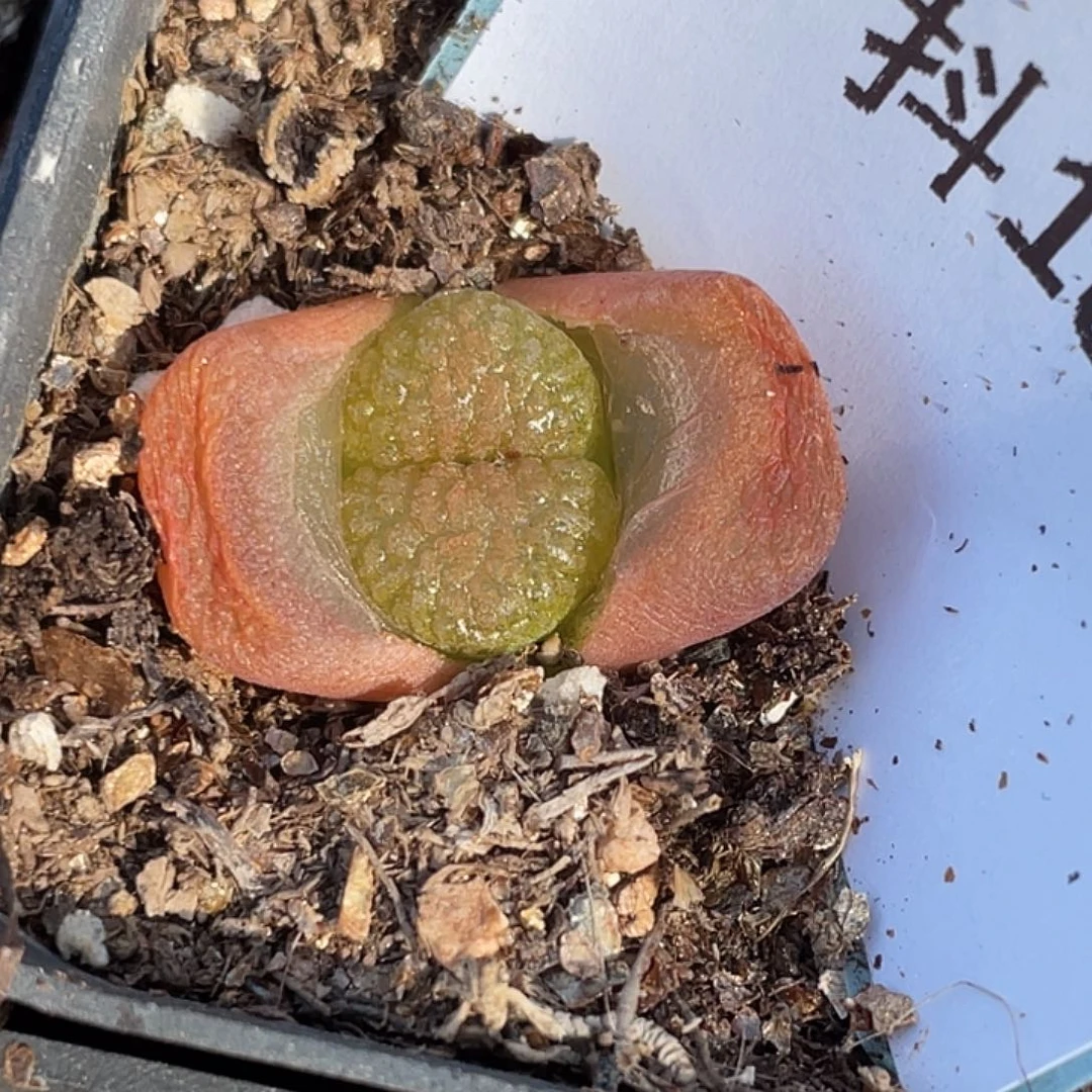 18-71蛋糕风铃肉锥