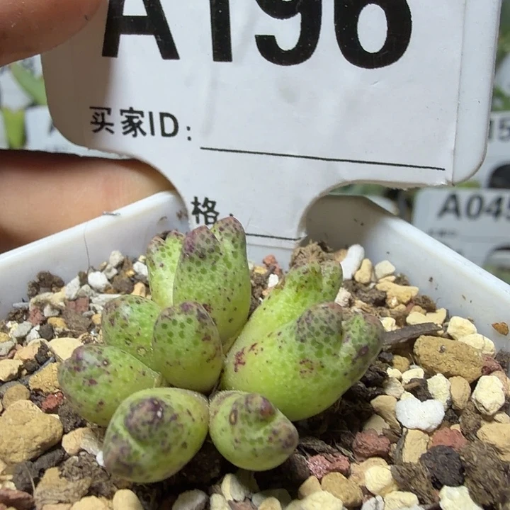 196。多肉植物的生长