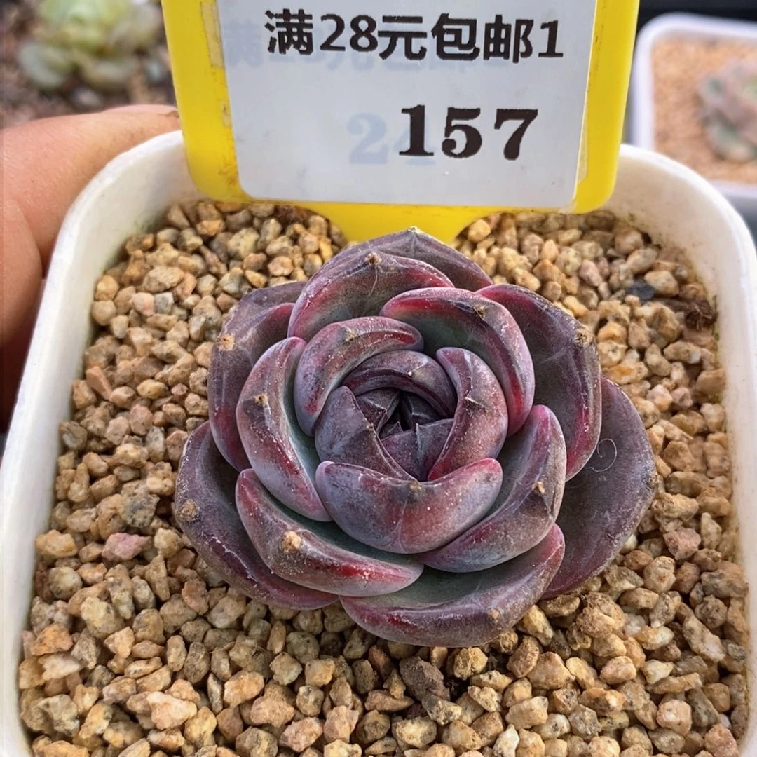 旺***糖1157黑橙子多肉植物……