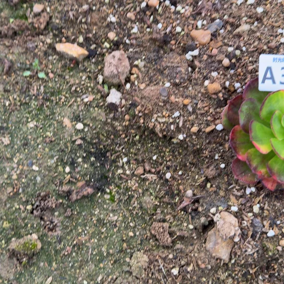 黄*383仙魅影到秋天 多肉植物