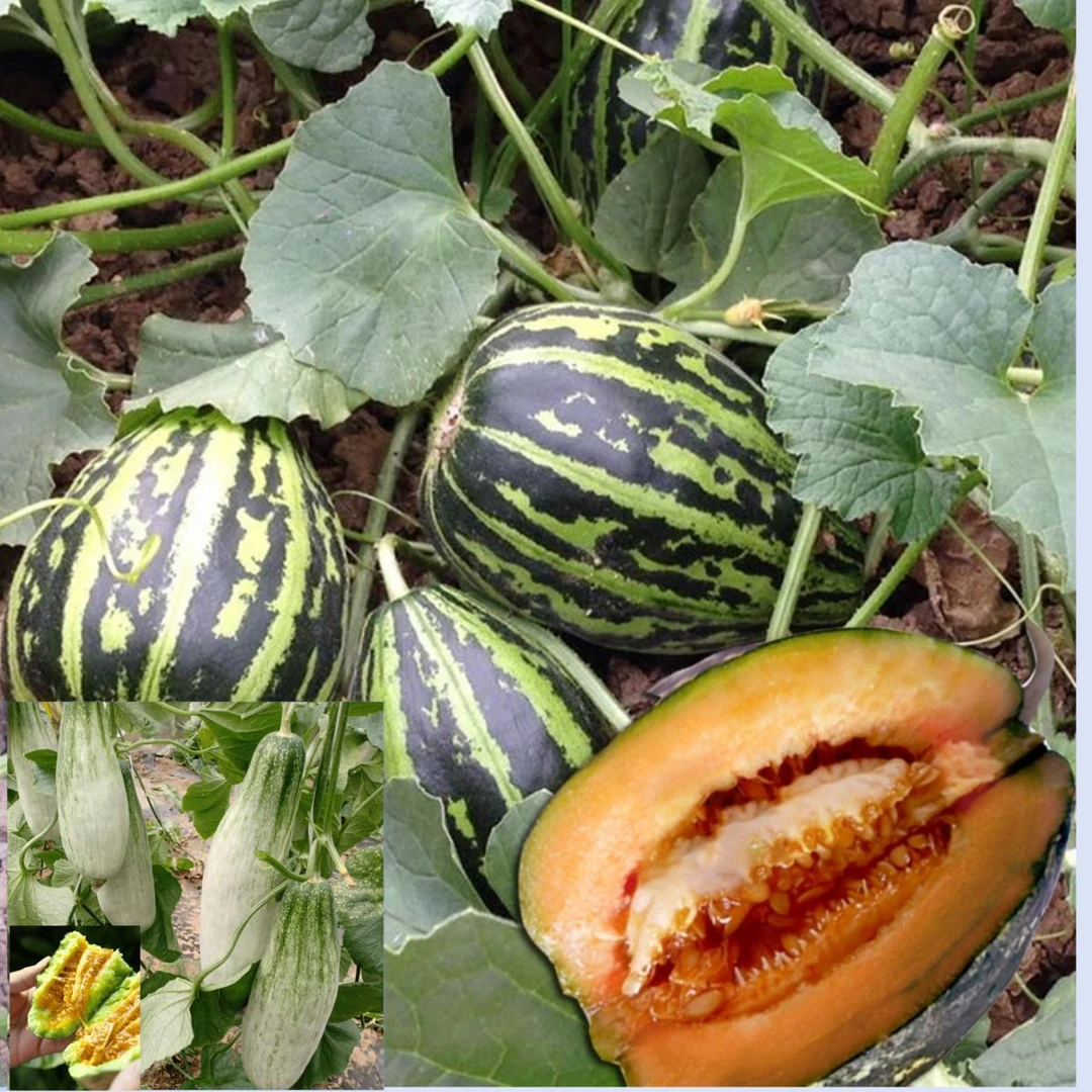 冰糖子甜瓜种子 水果种籽家庭种植籽甜度好四季水果大全