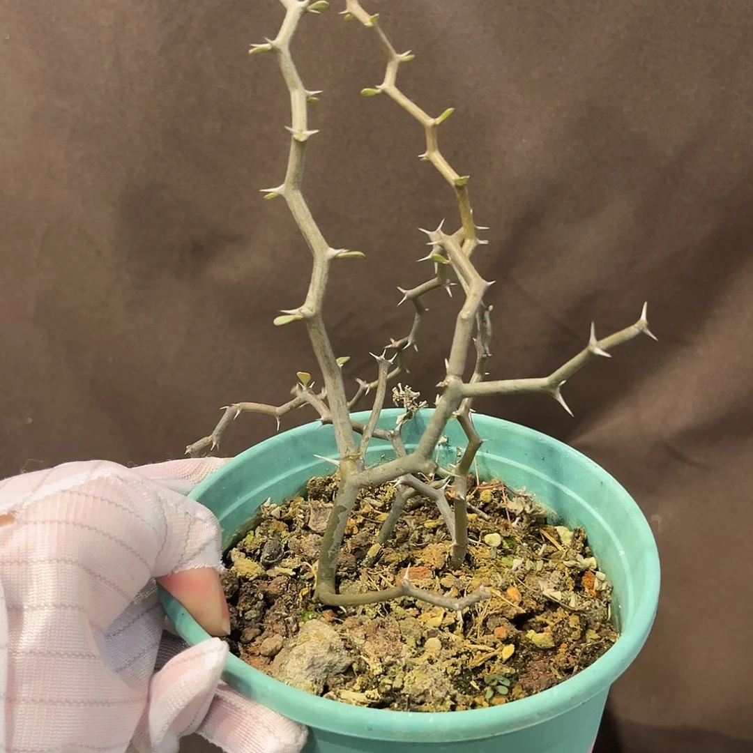 汤圆植物弯曲龙原价68