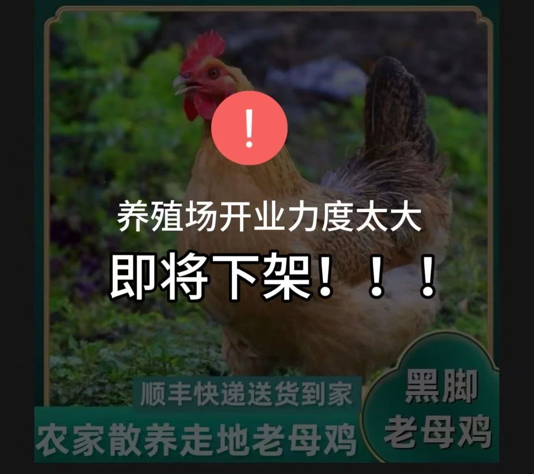 【顺丰冷链】精选三只黑脚散养老母鸡整只宰杀土鸡