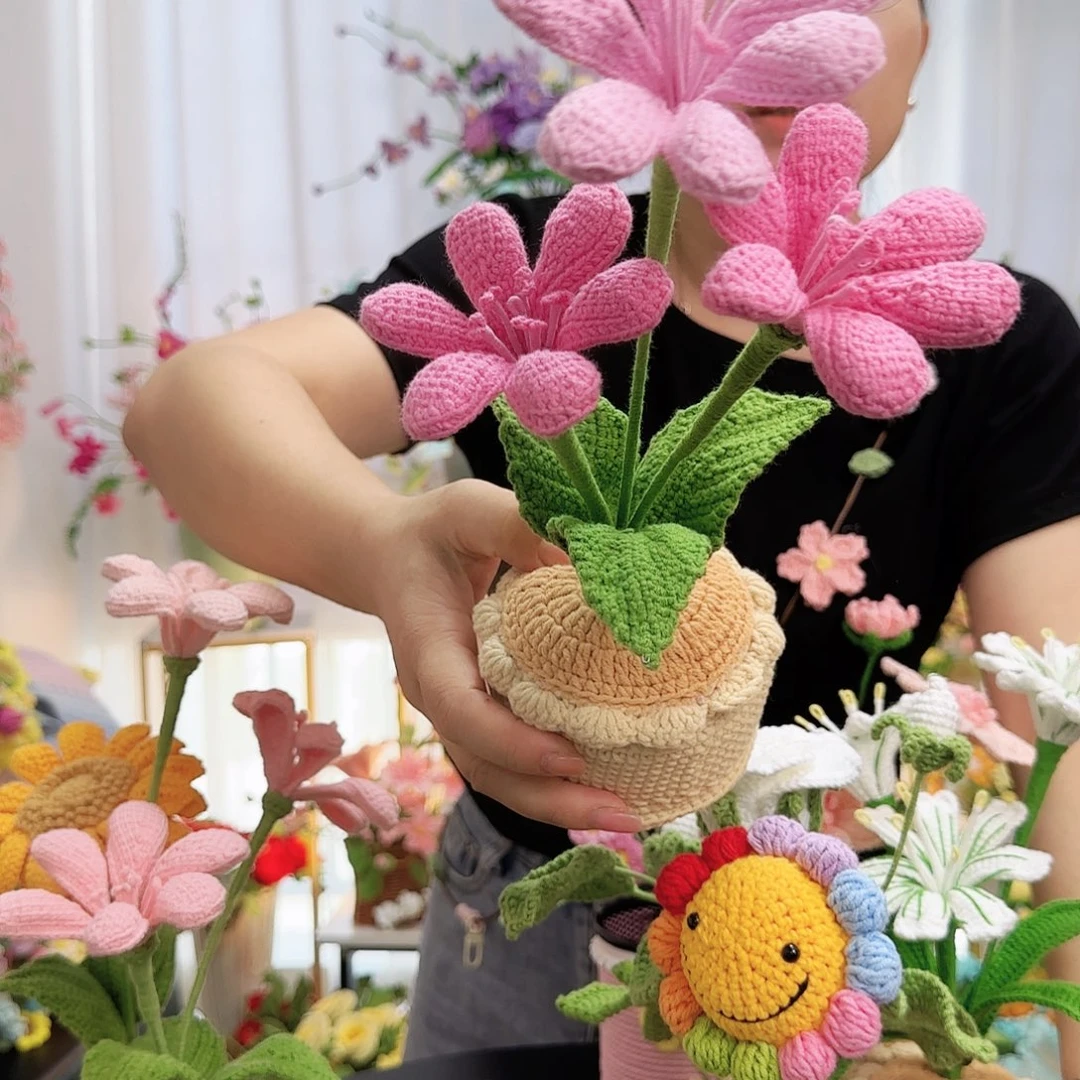 棉粉色渐变君子兰盆栽