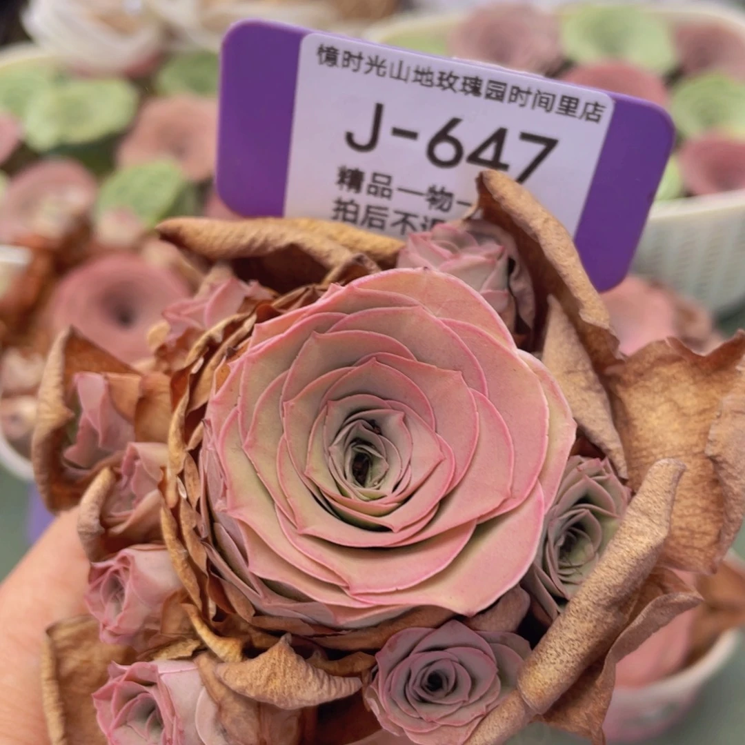 山地玫瑰J647断枝不包损不售后
