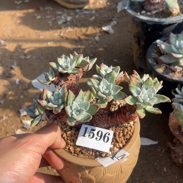 596号泡芙苹果杂多肉植物