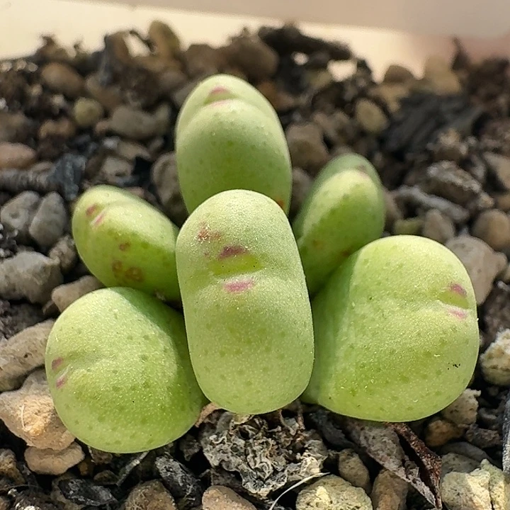 20 小红嘴杂。