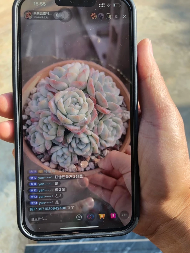 冰玉多肉一颗无砍无掐